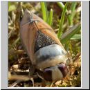 Notonecta glauca - Rueckenschwimmer 02.jpg